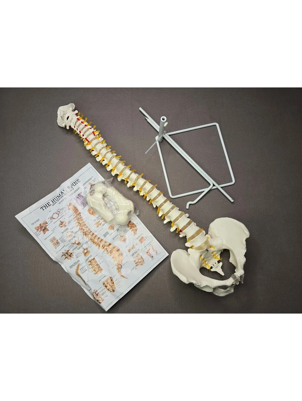 Life Size Flexible Human Spine Anatomical Model w/Stand Poster Open Box Complete